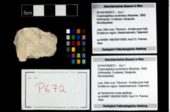 Foto (Objekt + Etikett) von Cracensigillatus acutirostrus (Moericke, 1889)  (NHMW-GEO-2014-0194-0672)